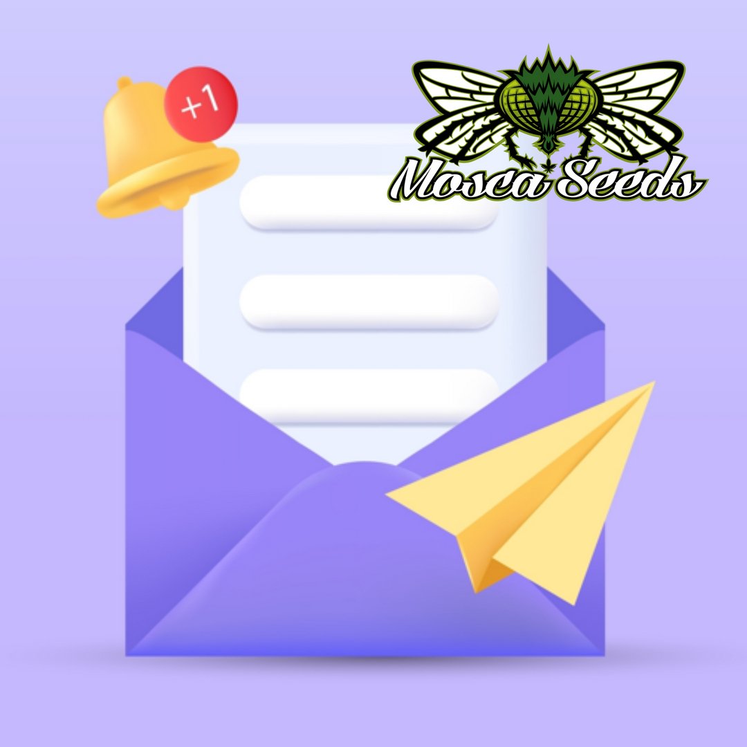 MoscaSeeds's tweet image. Have you seen our latest NEWSLETTER?💜💜
It may be hiding in your SPAM folder! Check it out-Promos, New Drops, grow tips!
moscaseeds.com

#moscaseeds #growyourown #howtogrow #cannabisseeds #highlife #cananbiscommunity #cannabisindustry #cannabisnews #cannabisgrower