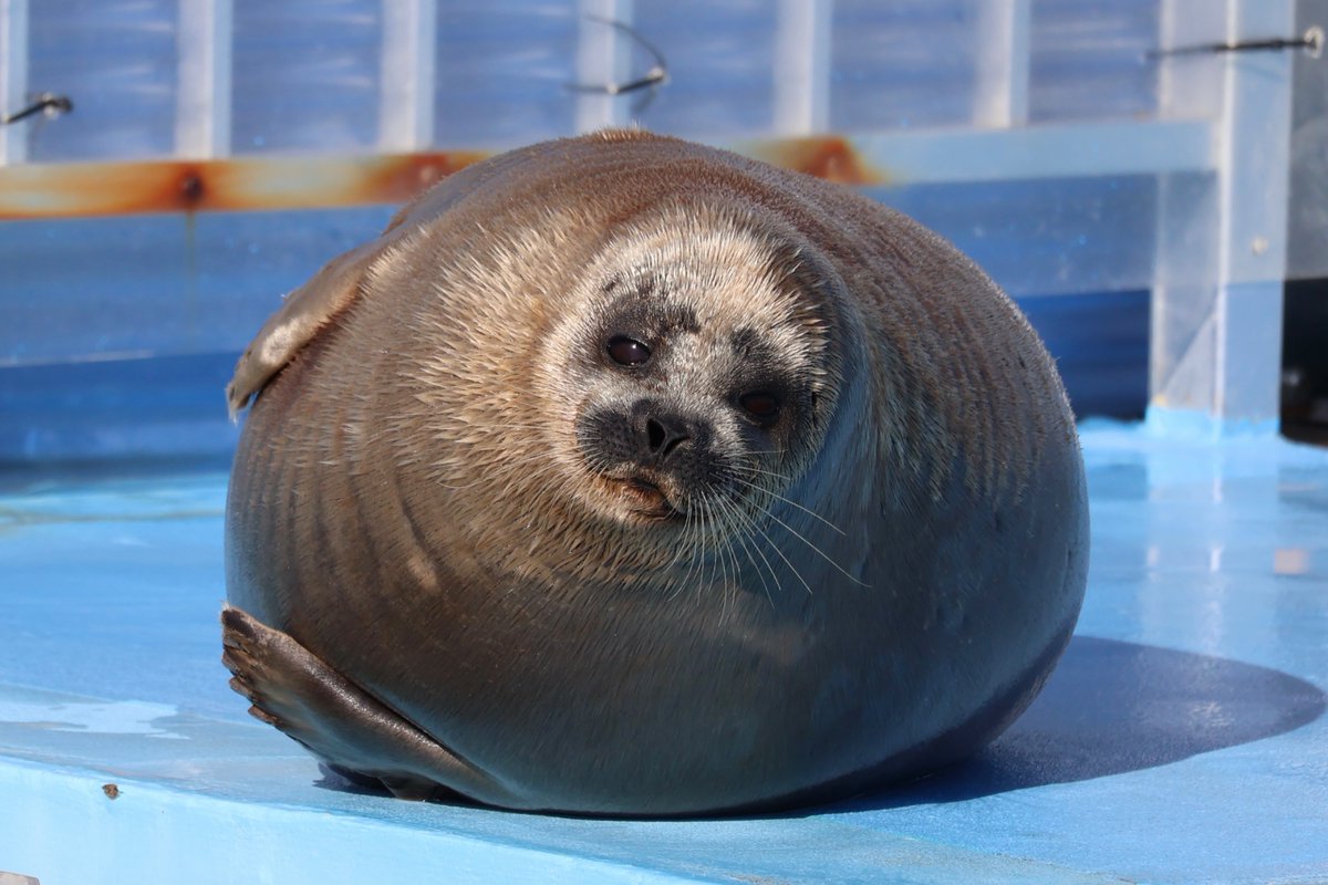 れえぬ tweet media