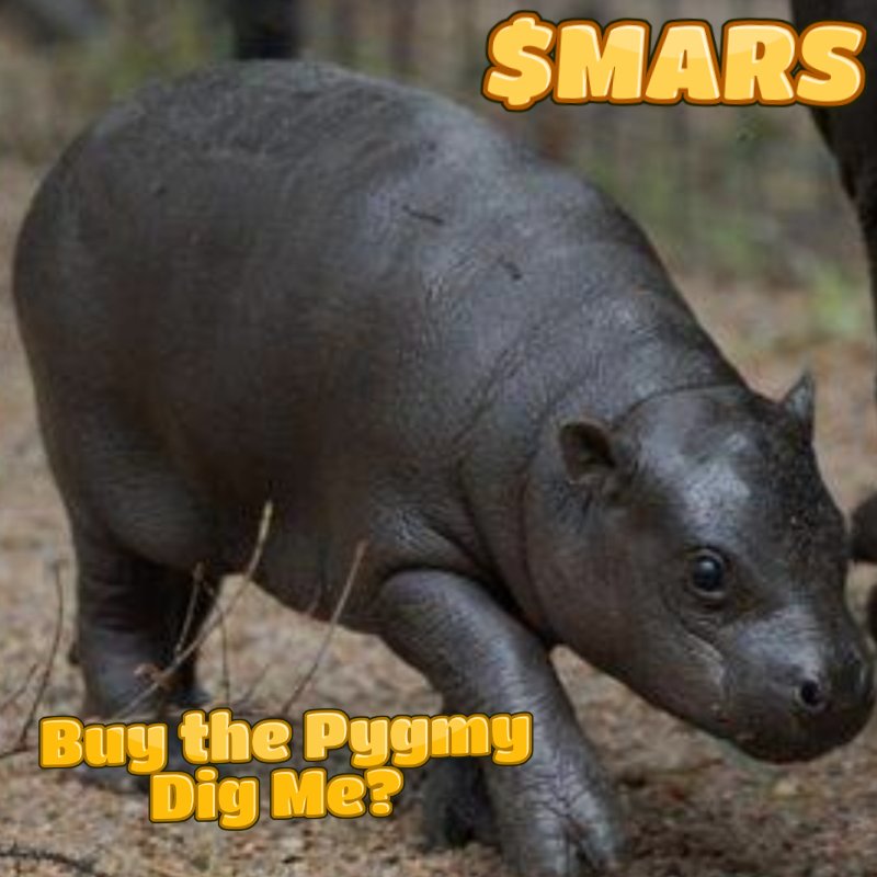 iJONinSILENCE's tweet image. 🦛🧼I just won a $HAU nft just by showing up and listening to  @CFConSolana X spaces on Thursday! 
Projects are always doing giveaway event and tune in you have a real chance to win!!

🦛🧼Shoutout to @MarsPygmy_ ofc for giving away the $HAU nft to a fellow hippo 🦛🙏🧡