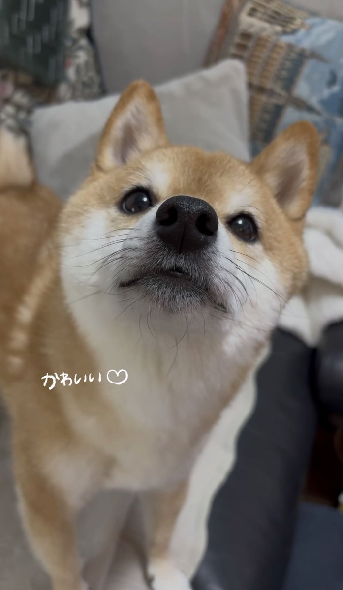 yuna🐿유나ちゃお (@legend_kitsune_) / Posts / X