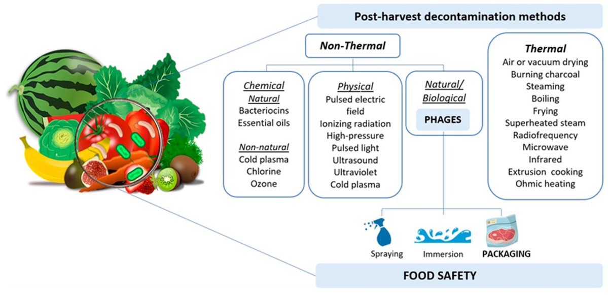 Micro_MDPI's tweet image. 🍽️🦠Foodborne infections remain a major global challenge.
This review explores post-harvest decontamination strategies, highlighting the growing potential of bacteriophages to reduce key bacterial pathogens and improve food safety.
🔗 mdpi.com/2076-2607/13/3…

#Food #Bacteriophage