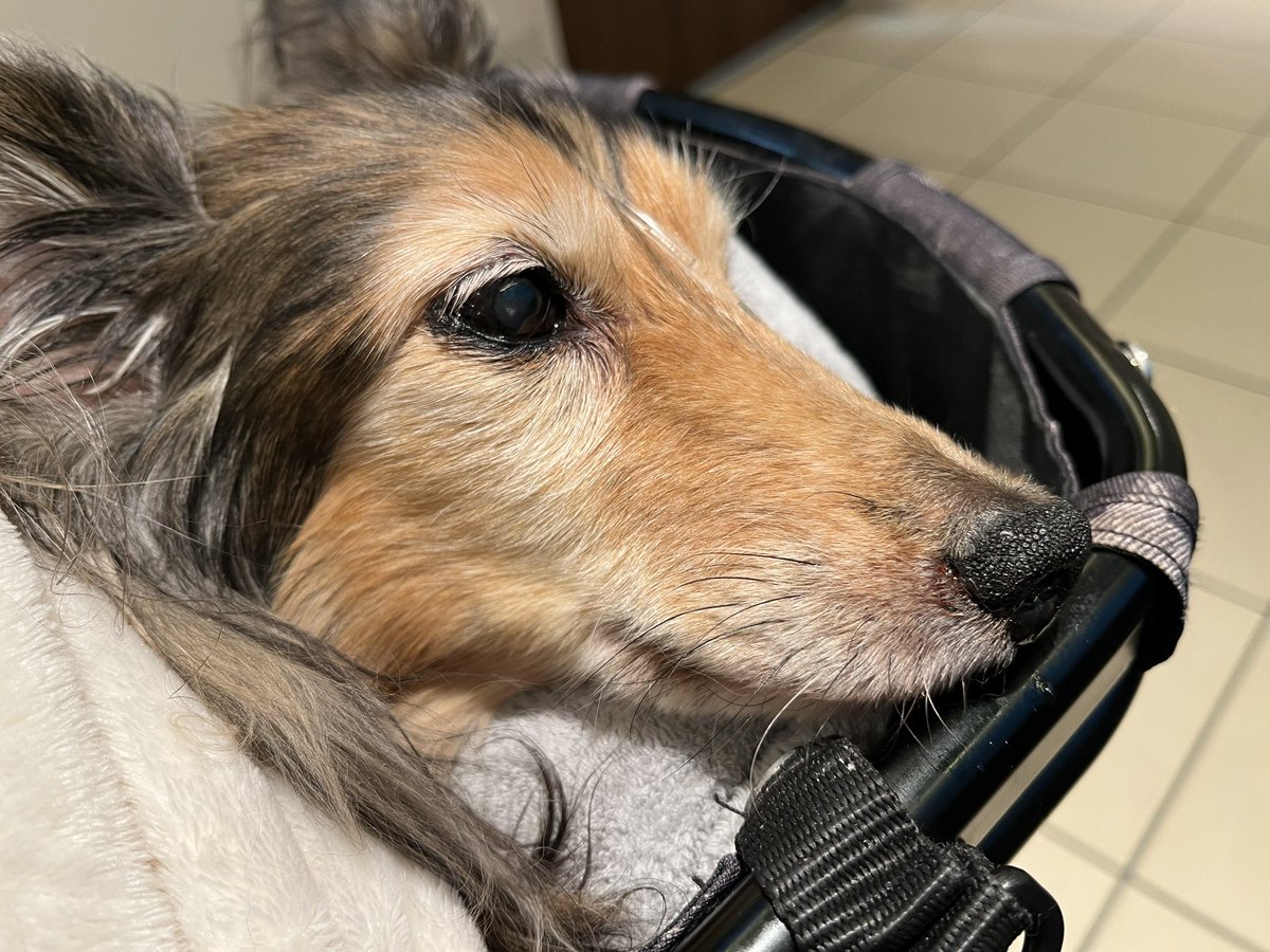 kohaku0719's tweet image. むくみでかなり体重が増えちゃってたから昨日は点滴を止めてて、おしっこ出なかったら言ってくださいって言われてました
大量×3回してうんこもしたので、今朝はちょっと体重減ってた✨
検査結果次第だけど、安定してるならこれ以上腎臓に負担をかけないために点滴とステロイドはなしになるかもです