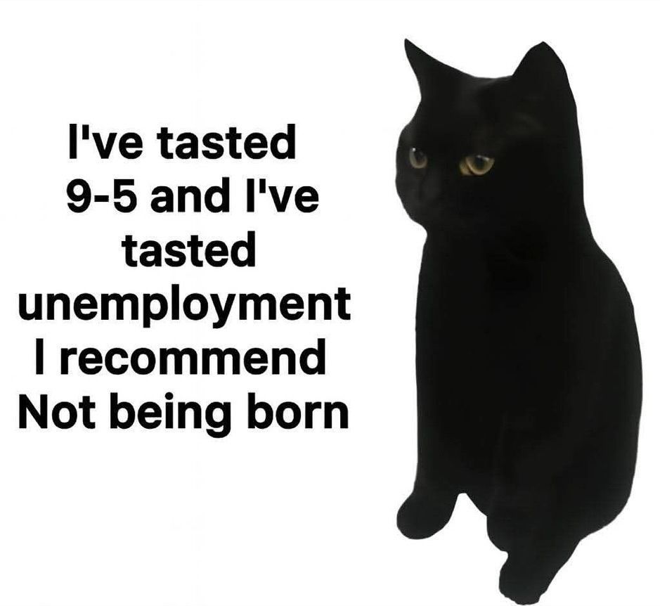 ShootaCat's tweet image. 