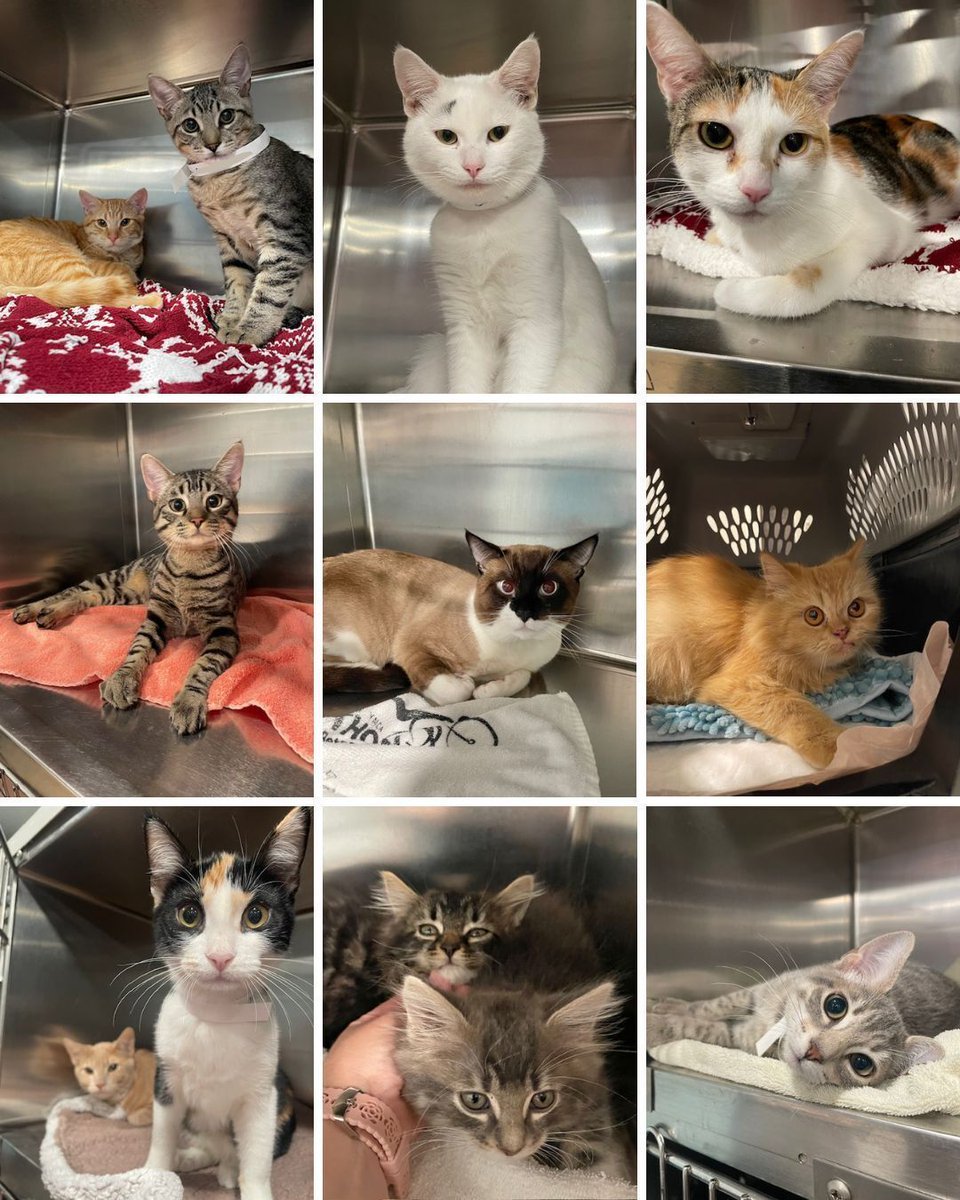 SNAPspayneuter's tweet image. 🐱✨ So Many Kitties, So Much Love ✨🐱

Take a look at just a few of the beautiful cats who came through our clinic this week! 💛

🩺💙 Every appointment matters. Every sterilization saves lives.
Be part of the solution → snap-sandiego.org/appointments

#SNAPSanDiego
#SpayAndNeuter