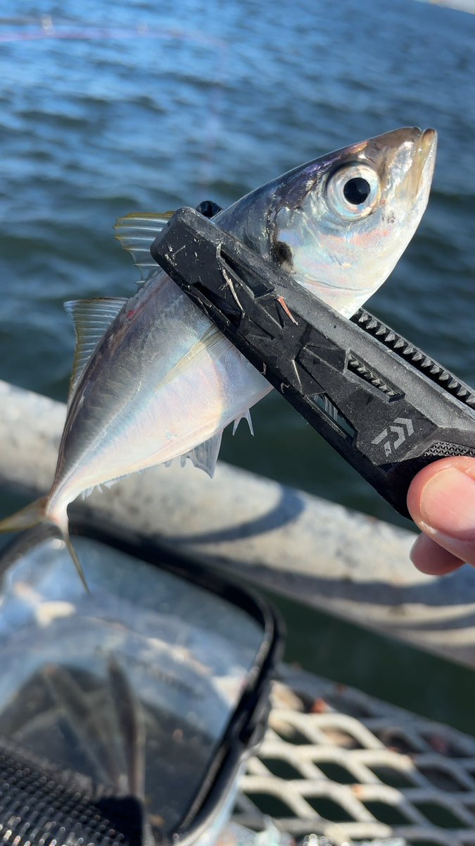 taichi761's tweet photo. 朝マヅメ逃して落ち込んでいたら…ありがとう😭🐟🎉

#本牧海釣り施設 https://t.co/VtZhr5pwSB