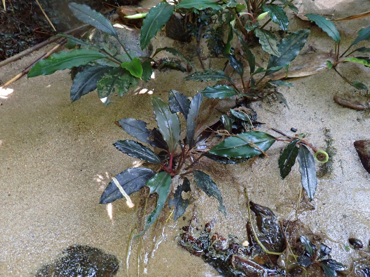 東南亜細亜植物採取家 TZ便 (@tsagittarus22) / Posts / X