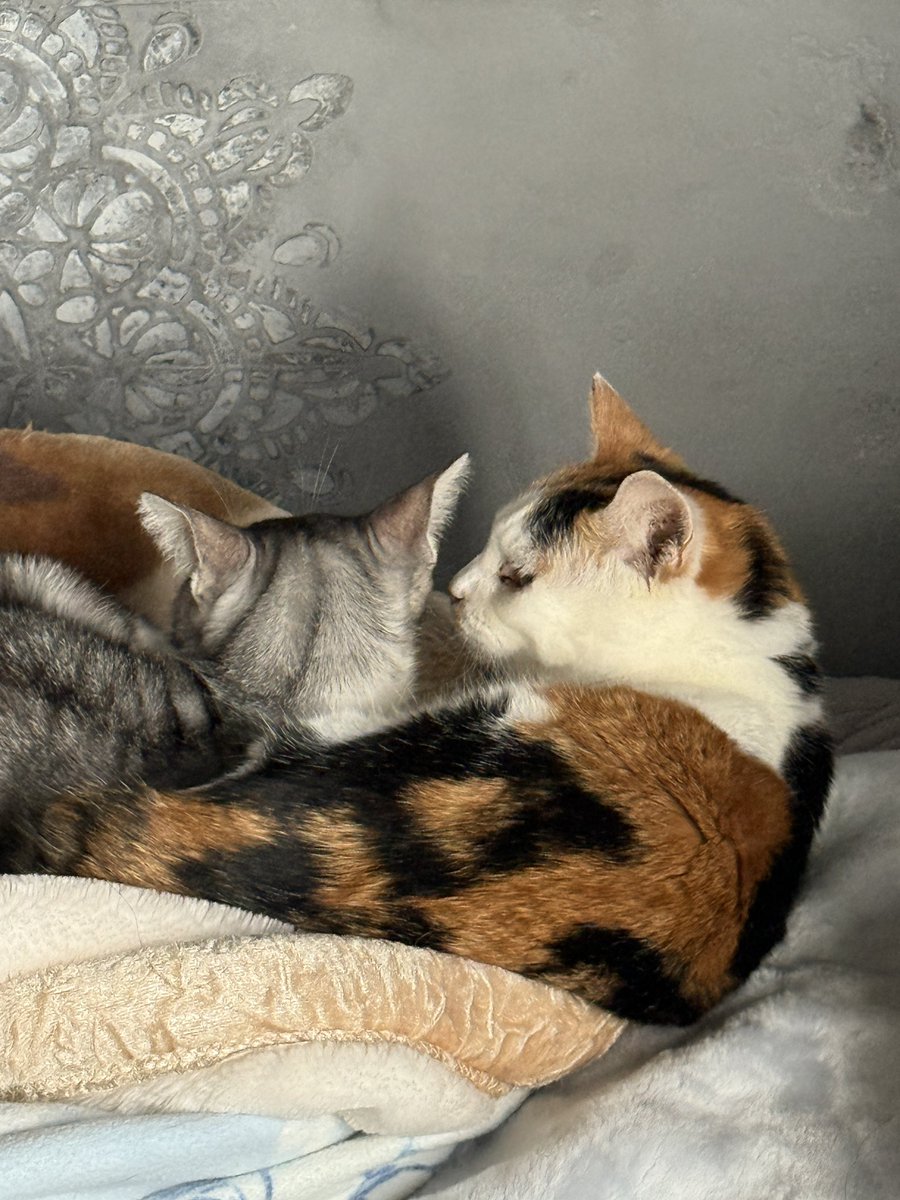 7才になった縞々猫を小さな子猫と思い込んでる19才と 前よりヨボヨボ感