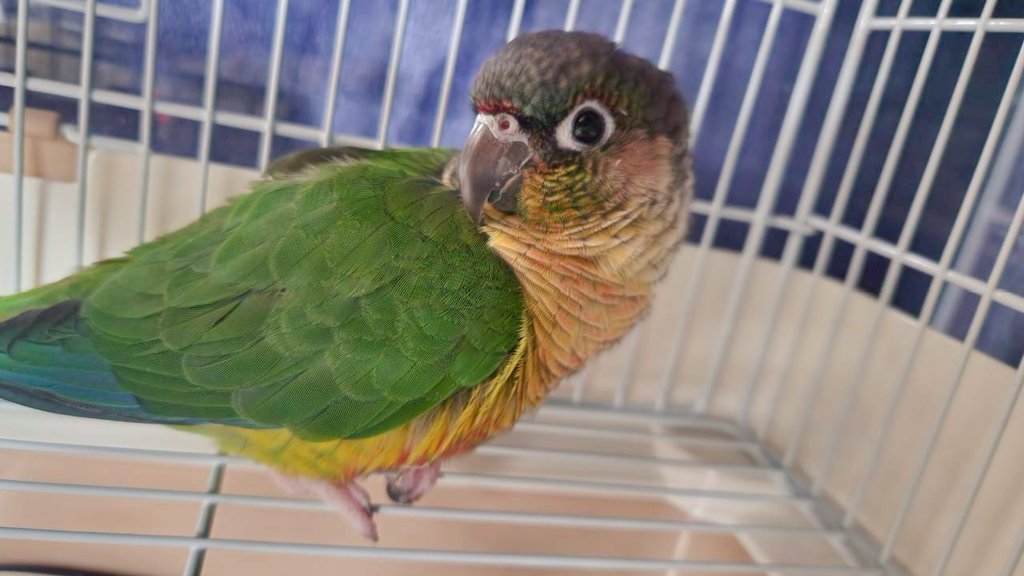 ご無沙汰しております！かぼすも私も元気です！