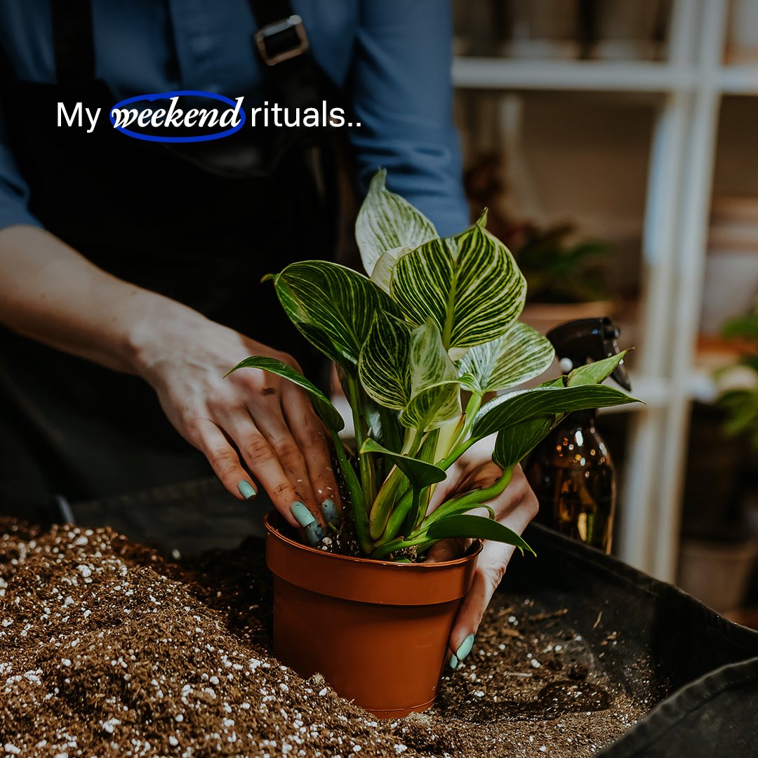 Kadang hal sederhana kayak mindahin tanaman aja bisa bikin kepala tenang . ada sensasi reset tiap liat daun baru tumbuh 🌱
Kalau kamu, weekend ritual-nya apa?

#WeAreMore
