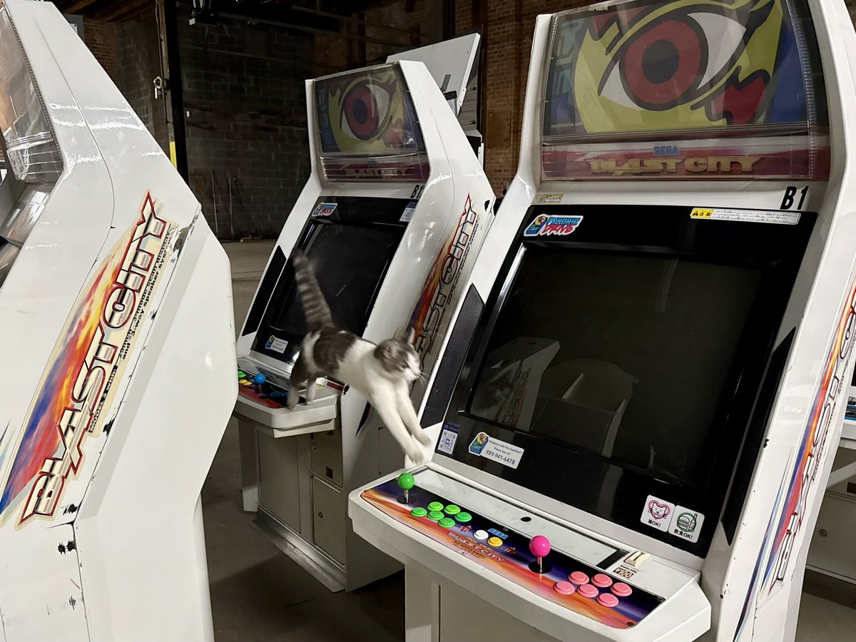 catsoncabs's tweet image. The joy of watching a kitten discover jumping from cab to cab!!