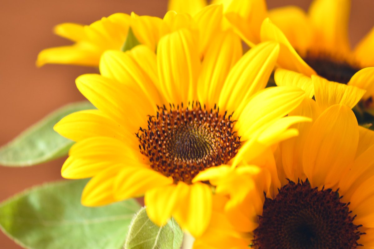 .

罪深き花など🌻

この世にはない

生花であっても

造花であっても

花に変わりない

.

#ヒメヒマワリ
#私とニコンで見た世界