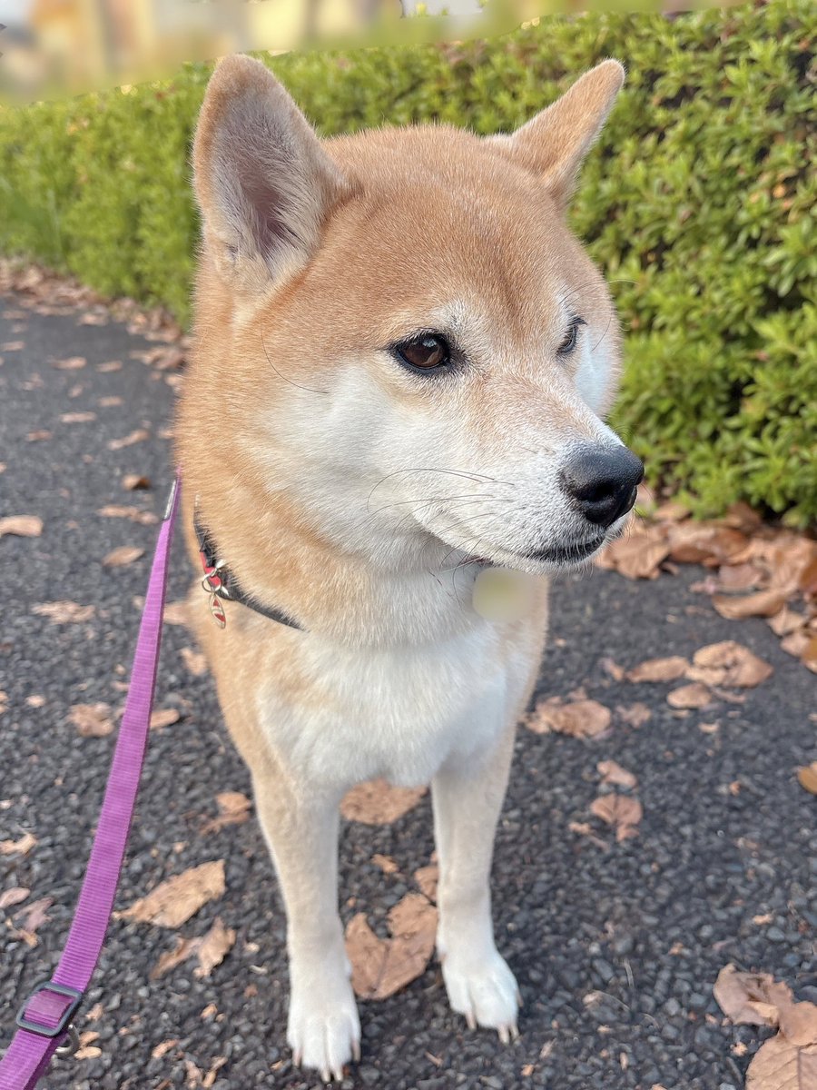 柴犬むぎ 柴犬むぎ 柴犬むぎ (@shiba_inu_mugi) / X