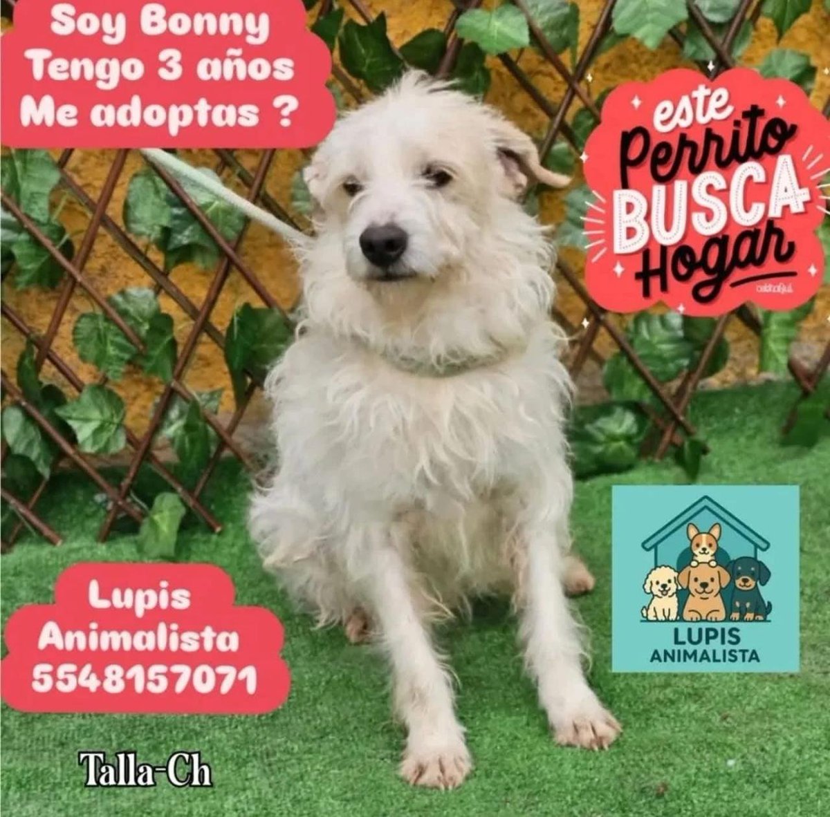 AndresGuzBJ's tweet photo. Estamos buscando un hogar
Ayúdanos con un RT por favor
@EvaMend47009206 https://t.co/FIaKbENtTR