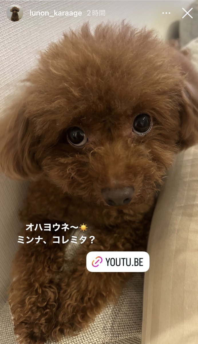 hiyokko928's tweet image. ルノンチャンオハヨー
マダミレテナイ
ゼッタイミルネ！
 #lunongram