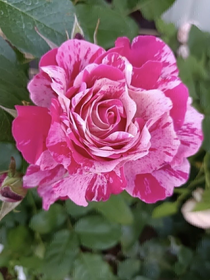 🍇 ゆゆまる ♋️ (@yuyumaru_718) / Posts / X