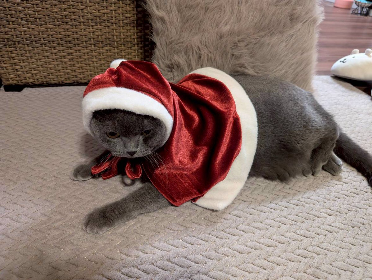 本日のログインボーナスです。

基本的に何か着せられるの好きじゃないけど、耳を隠されるのが本当に嫌いなのが表情に出てる猫です。