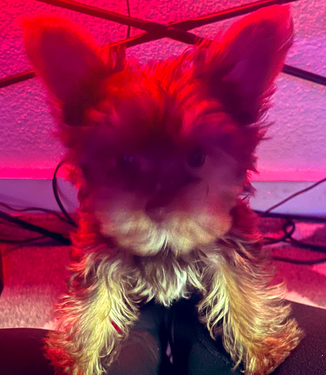 ๐โจYuitoโจ๐ tweet media