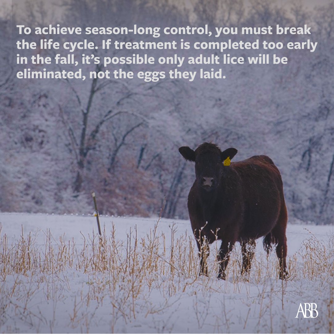 Angus Beef Bulletin Team tweet media