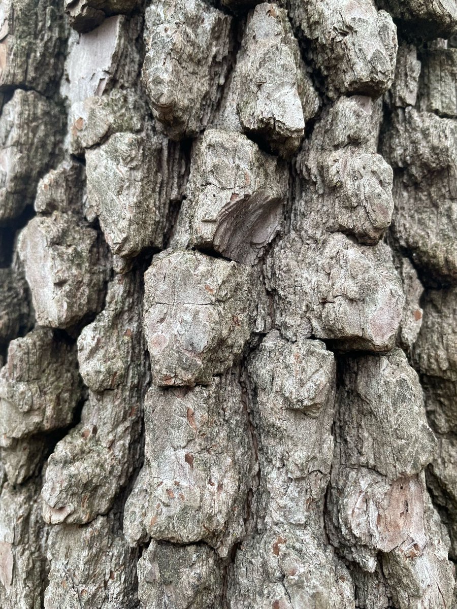 I spend a LOT of time with Benny. It gets boring. So I decided to make a game out of it. How many interesting things can I see while walking the dog? Today we spotted a persimmon tree! I love the texture of the bark. Benny loves how it smells apparently.
