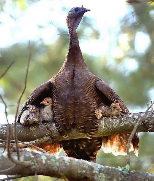 EllieCG11's tweet image. Nature, the beautiful. Turkeys are mums, not dinner.