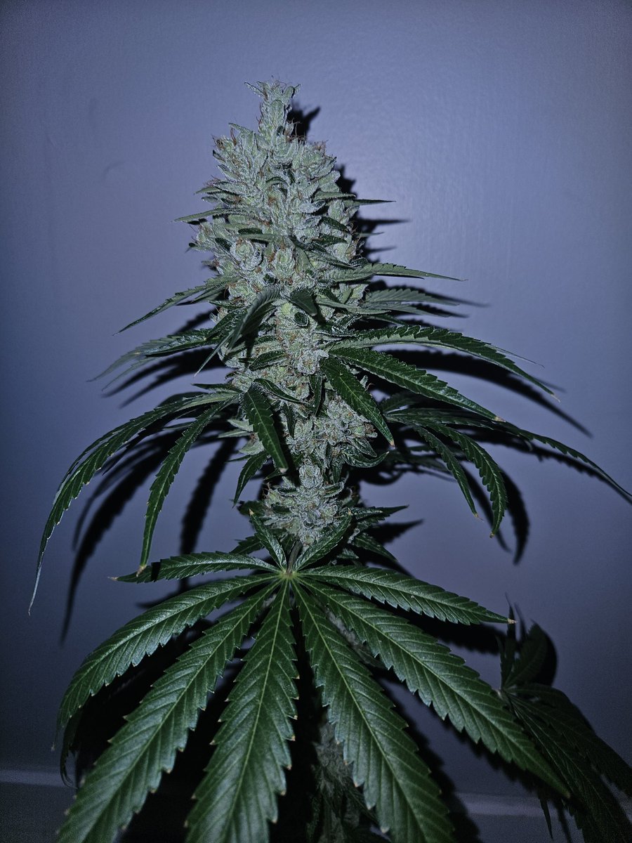 sonofodingarden's tweet image. Pheno A. Day 64 currently. Dam near there. Sour Diesel x Sour Dubb bread by the homie meltingpotfarm on ig.