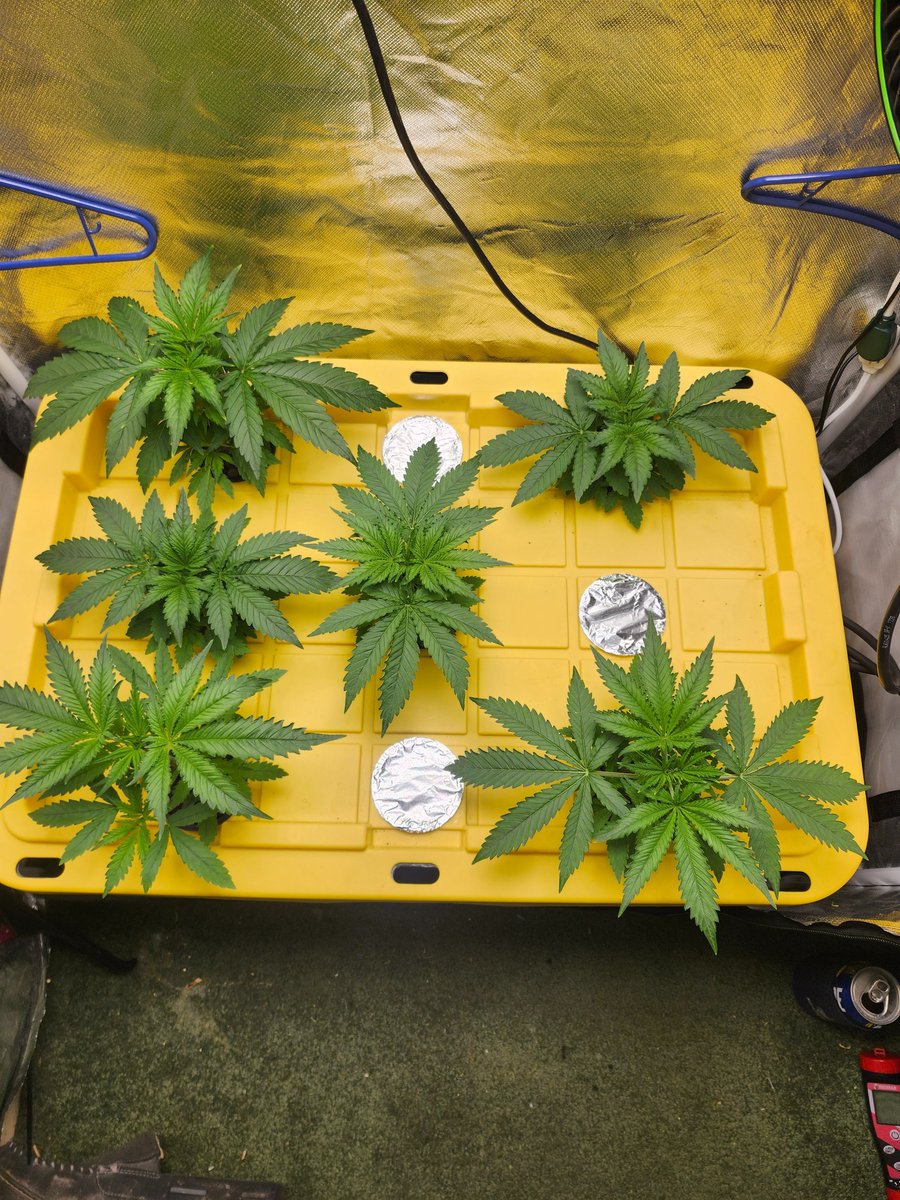 new_grower's tweet image. My babies. 👊