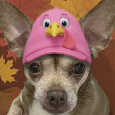 chicathechih's tweet image. &quot;Gobble gobble, I&apos;m Chica the turkey 🐾🦃&quot;

#NewProfilePic #NOVEMBER #Turkey #Dog #Dogs #TaterTotSquad