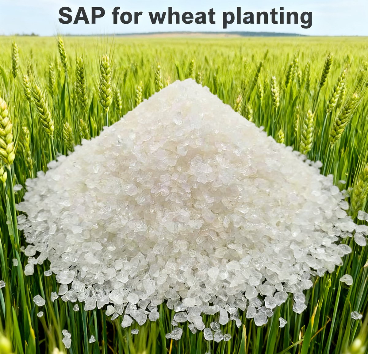 Thea8686's tweet photo. Xinhao – Arid Wheat Cultivation Innovator

Agricultural SAP Core Supplier
33.9%+ Less Evaporation | 10%+ Higher Yield
Trusted in Water-Scarce Regions Globally

WhatsApp+8613176274341
Tel+8613176552590
Email: Thea@xhsap.com
#XinhaoSAP #WaterScarcitySolutions #SustainableWheat https://t.co/eIQCBelByt
