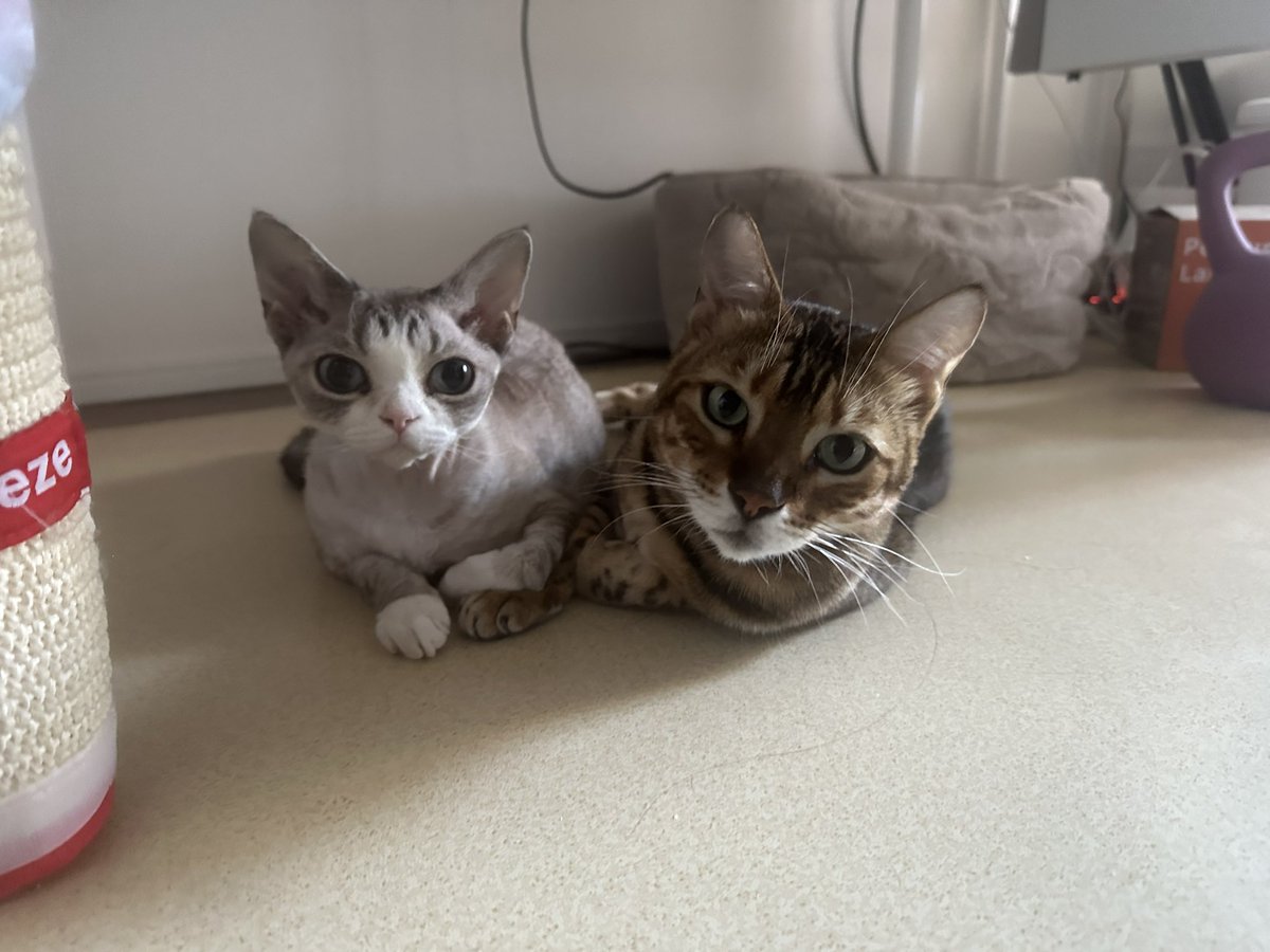 キアラとテミスの観察屋 (@linxyoo) on Twitter photo 