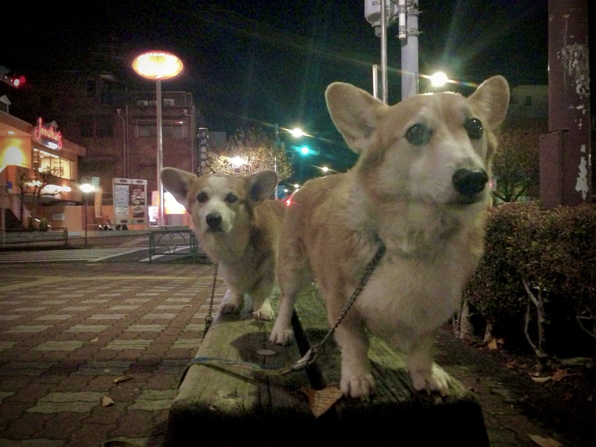 たいみん tweet media