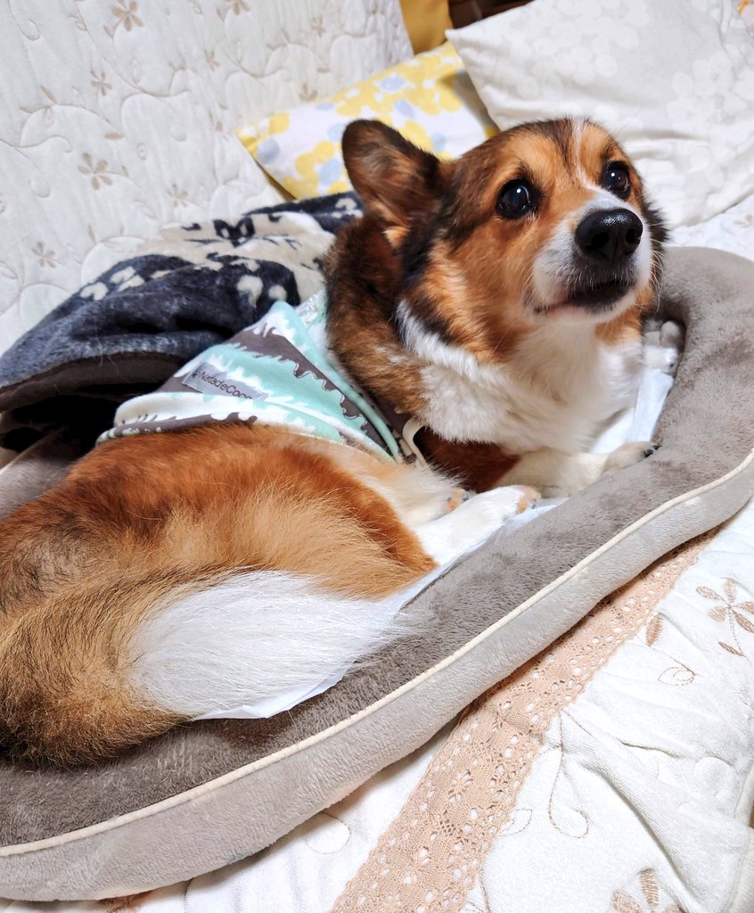 リッキー🐶🌈❣️おはよう😊
#お空組 #リッキー🐶