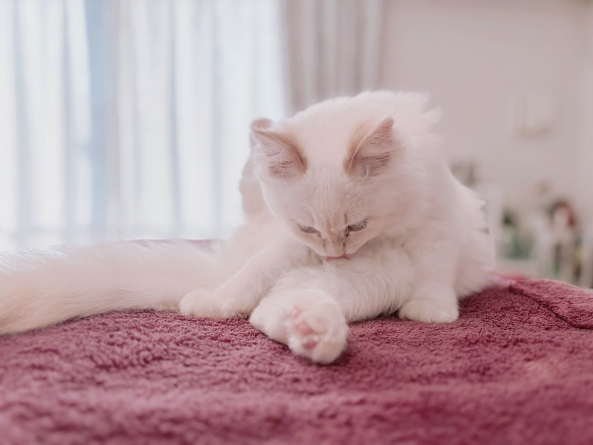 inuttm_disk's tweet image. ふわふわ維持綿毛ちゃん