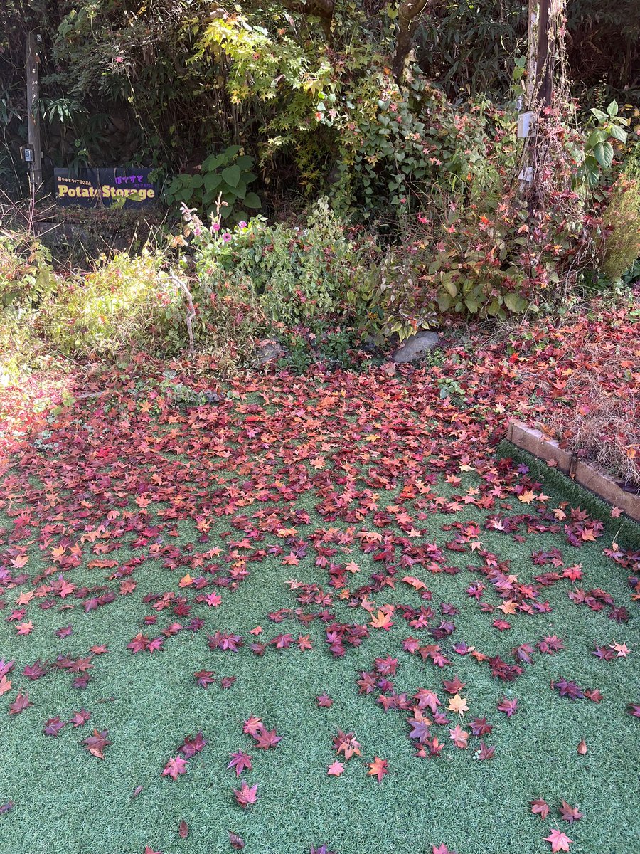 PotatoStorage ぽてすと (@StoragePotato) / Posts / X