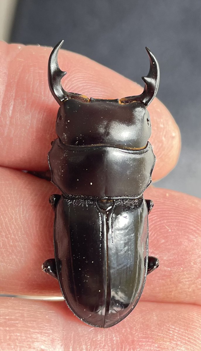 今日のお勧め！ 11/21 カツラオオクワガタ WF2 四川省雅安産 ♂29mm