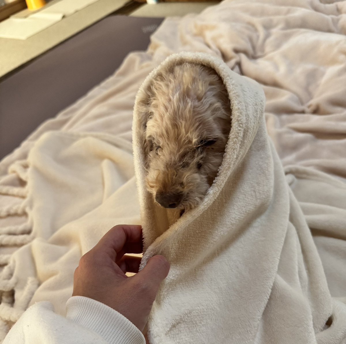 ao_ao_infinity's tweet image. 連休もあるので病院行って点滴してもらいました🥲💉
本当に痩せちゃって…😢
様子見て、点滴通うことになるかも😢
#老犬介護