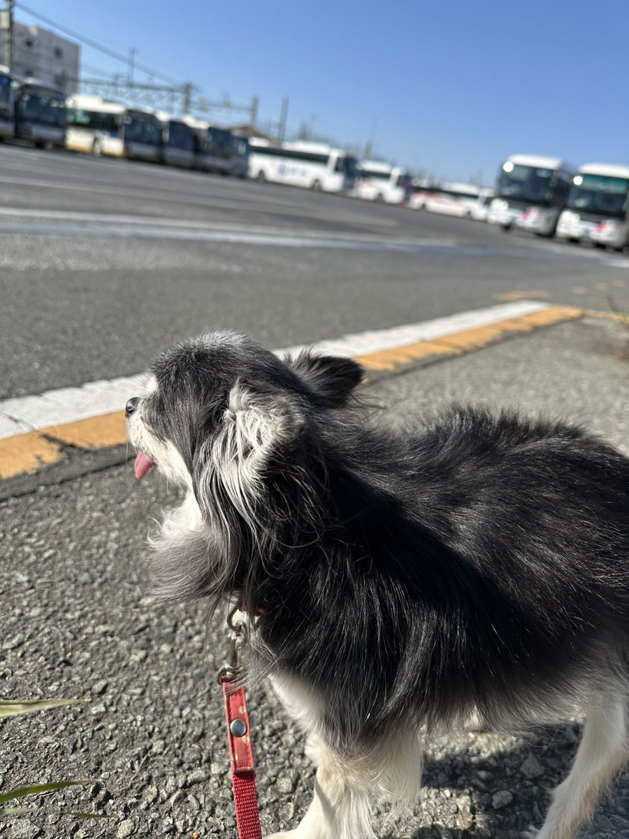 今日はくもひとつない青空です〜☀️∩^ω^∩🚌 #チワワ #お散歩 #京王バス
