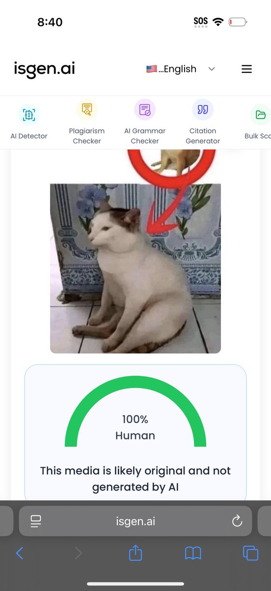I thought the picture of the cat was fake .. but it seems it’s not.  I just bought  and gonna sleep on it $conk #conk