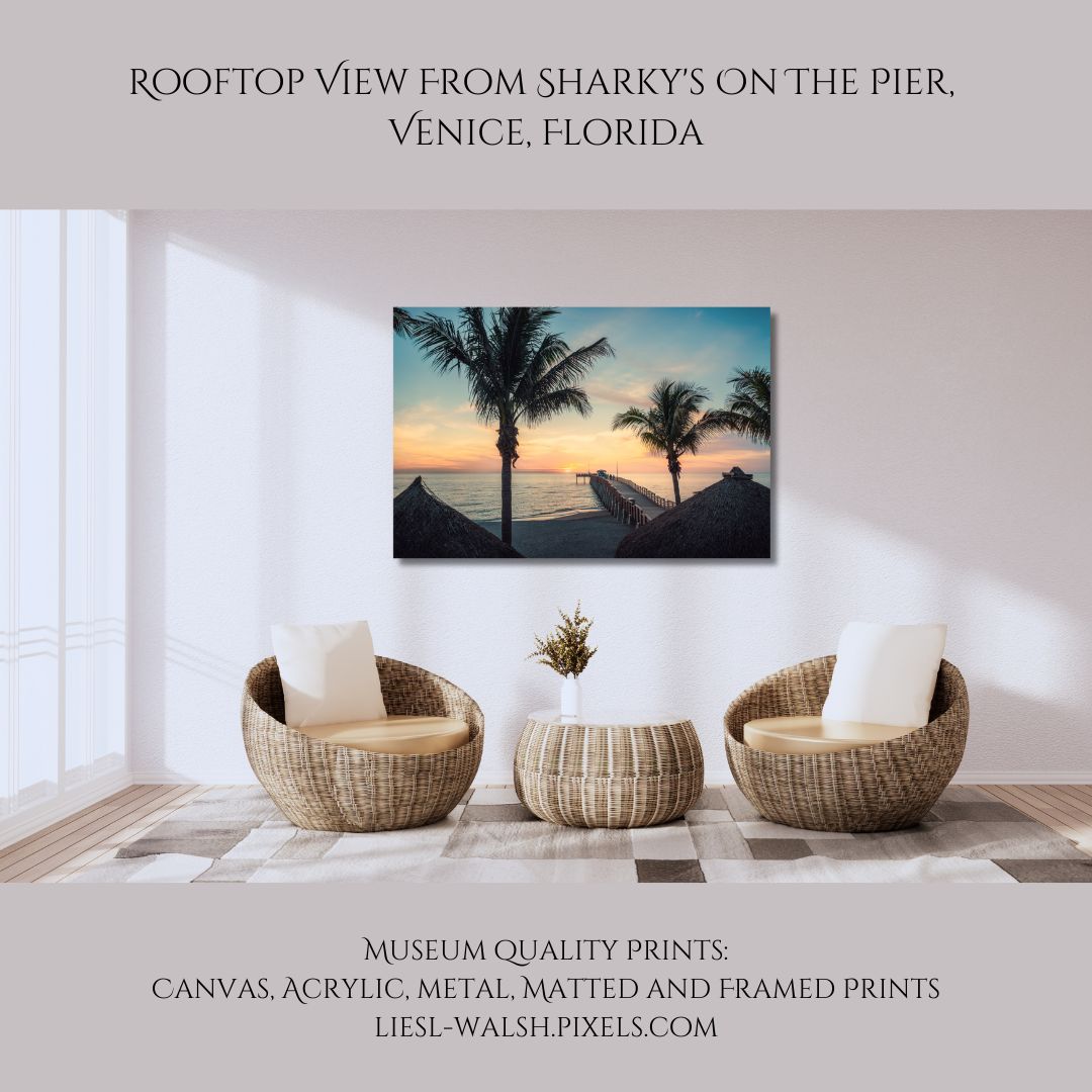 LieslWalsh's tweet photo. Thank you to the buyer from Allenwood, NJ!
Soak in the #tropicalview from the rooftop of #sharkys!
Prints available here:
https://t.co/oXNnP09uns
#sharkysonthepier #veniceflorida #venicefishingpier #venicefl #tropicalparadise #florida #gulfcoast #coastal https://t.co/7CoEfUG4XP
