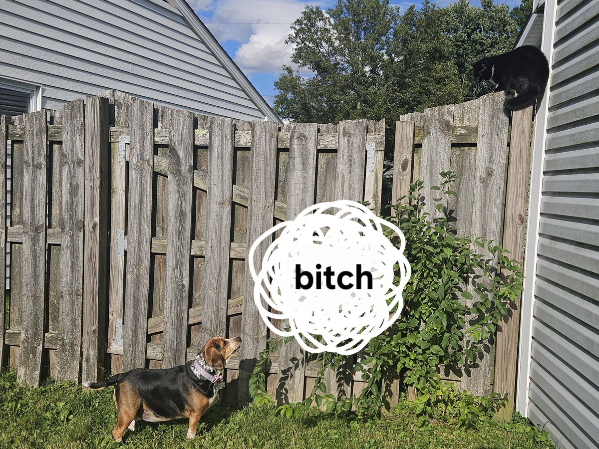 peekaboopandaaa's tweet image. 