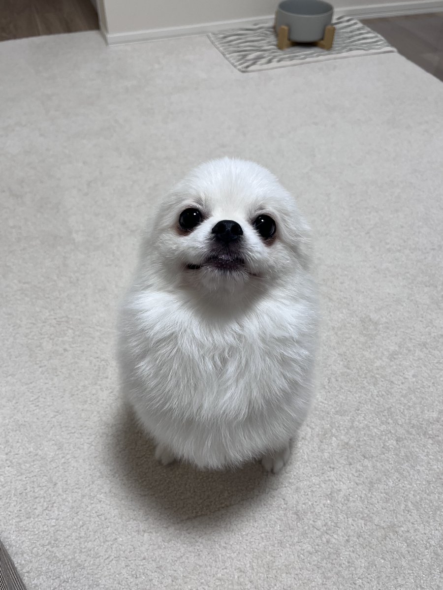 boku_mashutan's tweet image. 散髪前のあざらし