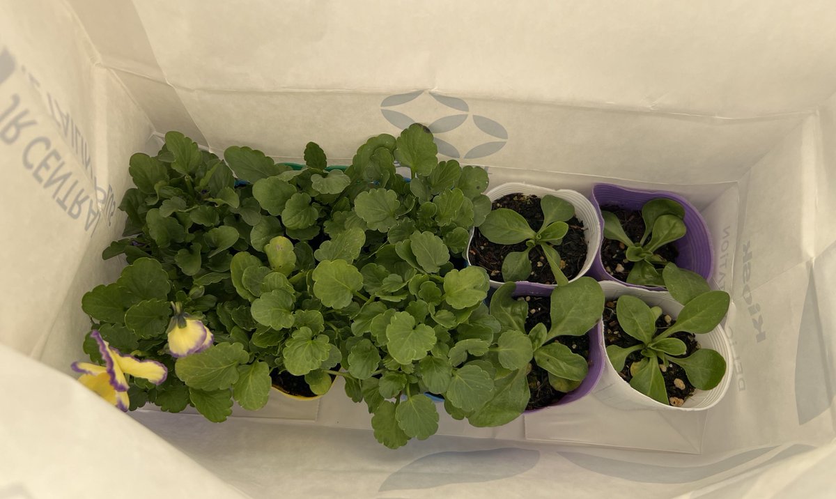 母屋の掃除してたら友人から玄関先にお届けもの
声掛けてくれたら良かったのに🤲´-
種を植え苗が育ってきたから置いとくねーとのこと🌼
この頃ガーデニング出来てないけど、少しだけ頑張ろ😆