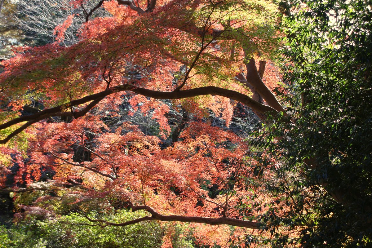 🍁＃東武アーバンパークライン 沿線紅葉情報📢

＃清水公園 紅葉状況🍂【11月20日（木）現在】
第一公園の紅葉は7分程度になり、🚣ボート池の周りのトウカエデやモミジバフウなどの紅葉が進んでいます。
🏞フィールドアスレチックの水上コースの周りもきれいに色づいています。