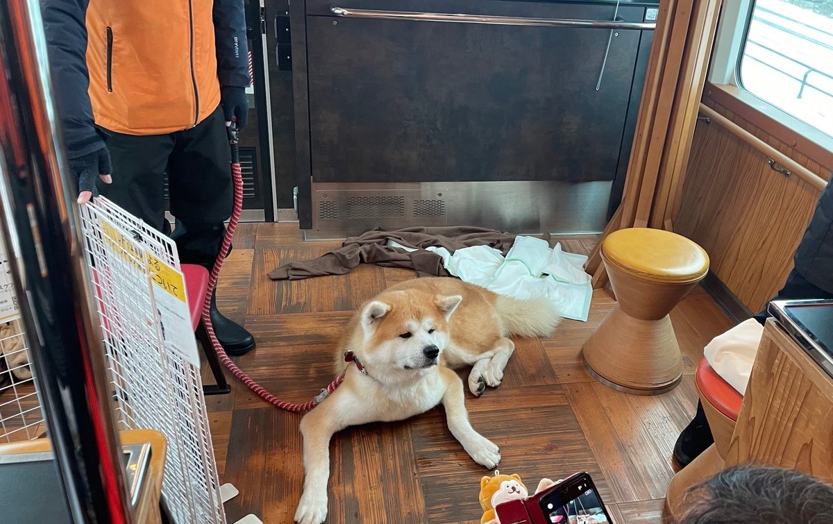 見上げる犬さん専用 リゾートしらかみに秋田犬が乗車します！】 📅乗車日｜12/13(土)、2026