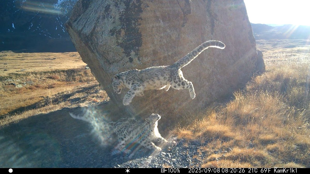 trailcam (@trail_cams) on Twitter photo 