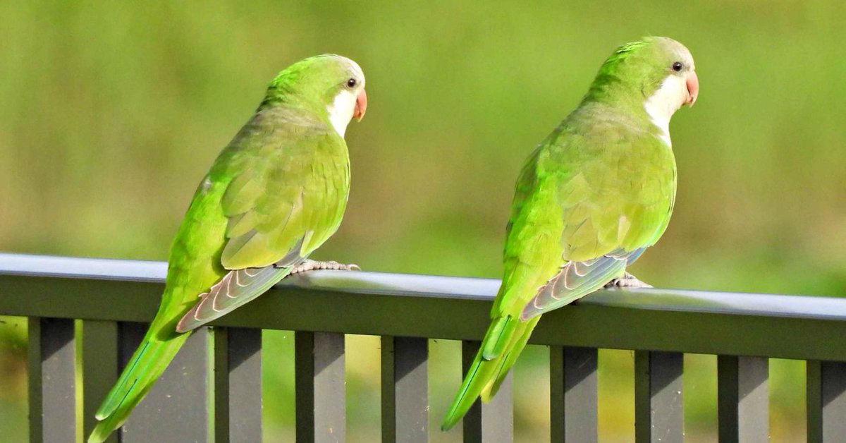 NazologyInfo's tweet image. インコが友達を作る時、まずは「様子見する」と判明
nazology.kusuguru.co.jp/archives/188300

米シンシナティ大学は、インコが新しい相手と関係を形成する時、まず一定の距離を保ちながら相手の反応を確かめ、その後段階的に接近していくことを明らかにしました。インコも私たちと同じで「様子見する」のです。