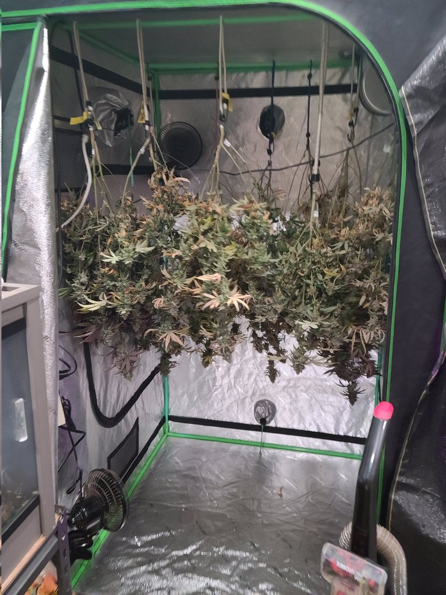 old_some69688's tweet image. Grow your own indoors. No end of season, ever.