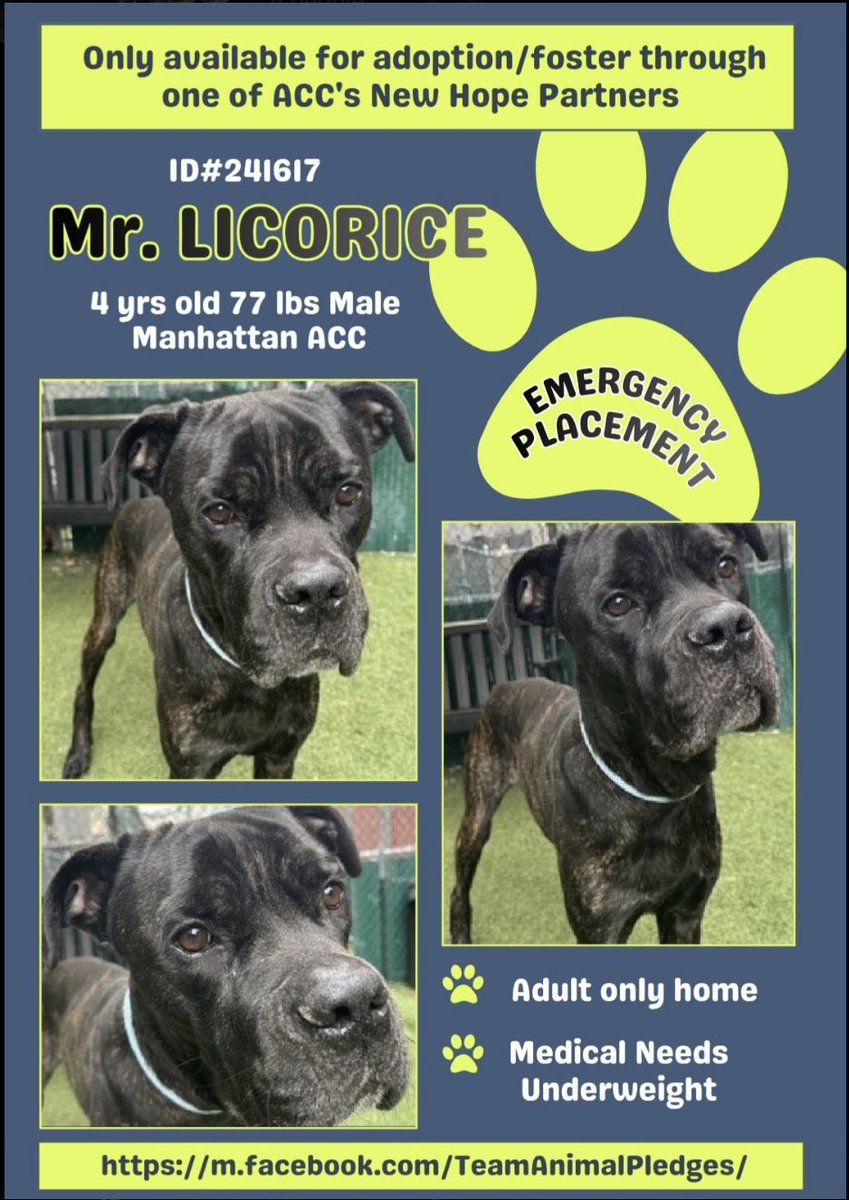 BeeDoDoobieDo's tweet image. #NewDogontheBlock 🆕Mr. Licorice🆕
nycacc.app/browse/241617
Underweight+scared, this Cane Corso needs a 
hero STAT. He&apos;s fearful+doesn&apos;t trust strangers 
since he went stray. 
 WHO could BLAME him??😡💢
NYCACC put him immediately on at risk list, he could lose his life soon💢