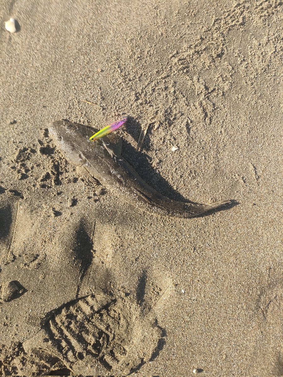 akiogcp's tweet photo. 有休を使って鹿島灘！
釣果はマゴチ&amp;カスザメ&amp;モンスターショット😀
ボラがいっぱい跳ねてたけど、全体的には厳しい海だった！ https://t.co/injLDZBBGg