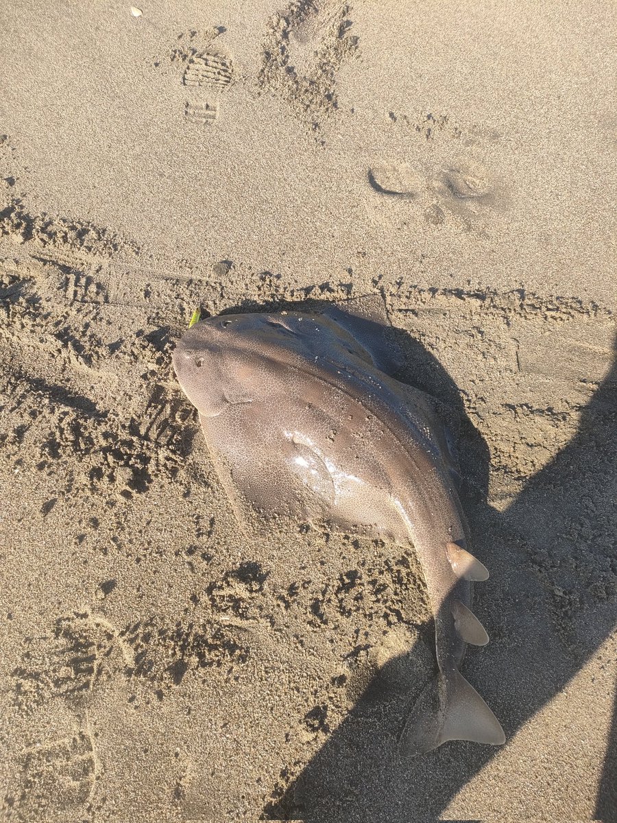 akiogcp's tweet photo. 有休を使って鹿島灘！
釣果はマゴチ&amp;カスザメ&amp;モンスターショット😀
ボラがいっぱい跳ねてたけど、全体的には厳しい海だった！ https://t.co/injLDZBBGg