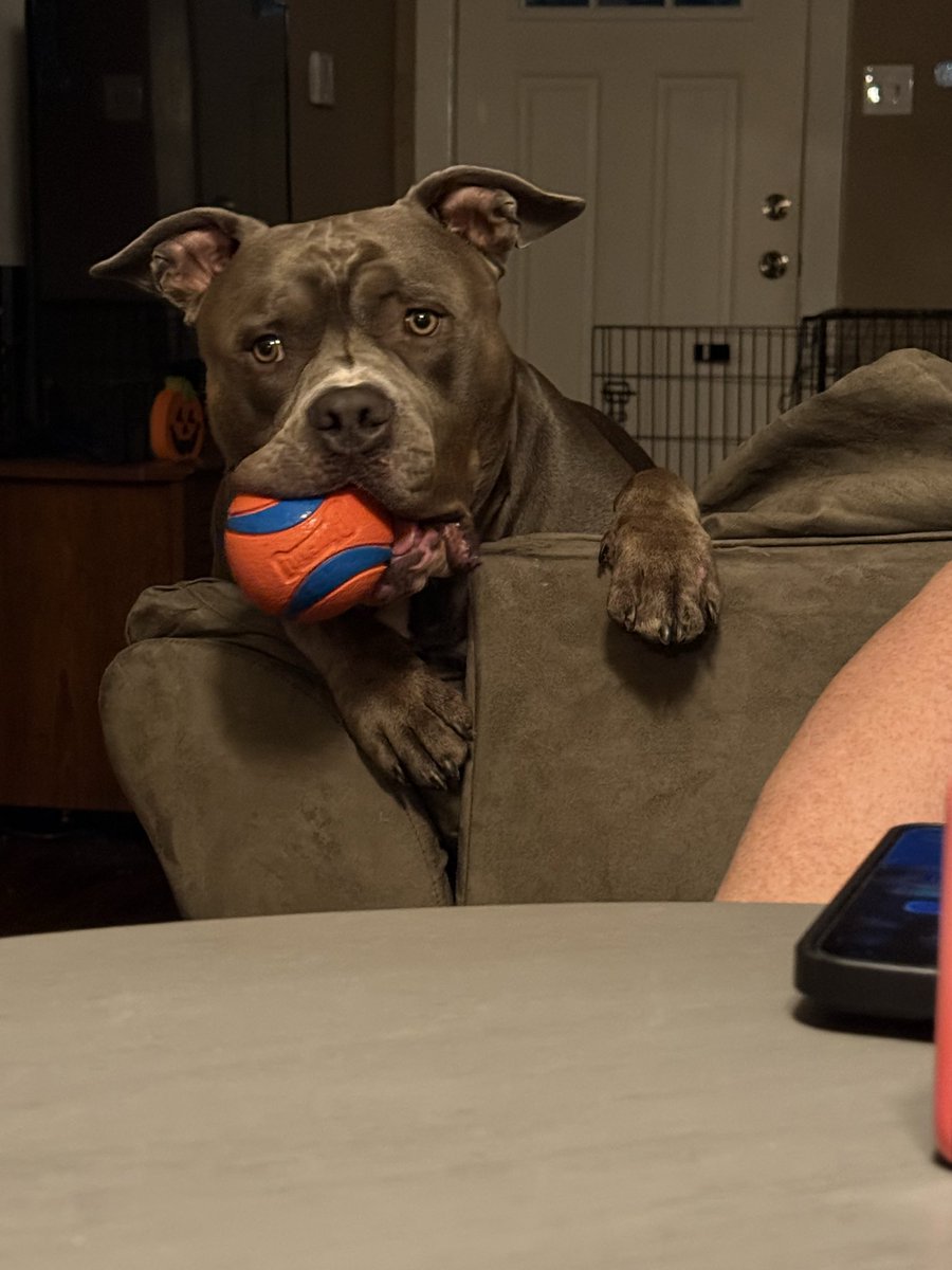 bigsmoothc5's tweet image. @chuckittoys what’s it take for a sponsorship? The large balls are his favorite! #chuckit #bullybreed #americanbully